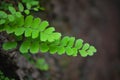 Little plants in th rainy sason of kerala Royalty Free Stock Photo