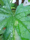 Rain drops with lady bird insect on the wide green leaf of bitter gourd vine on the tree Royalty Free Stock Photo