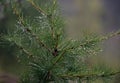 Rain drops on larch`s needles