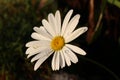 Rain drops on a late blooming daisy Royalty Free Stock Photo