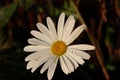 Rain drops on a late blooming daisy