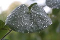 Rain drops on leaf