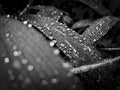 Rain drops on a leaf, black and white photo