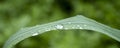 Rain drops on leaf close up Royalty Free Stock Photo