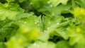 Rain drops on the leaf during a day Royalty Free Stock Photo
