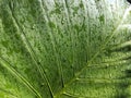 Rain drops, leaf, leaves, water, nature Royalty Free Stock Photo