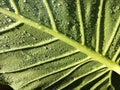 Rain drops, leaf, leaves, water, nature Royalty Free Stock Photo