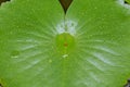 Rain drops on a leaf at a park Royalty Free Stock Photo