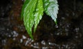 Rain Drops On A Leaf