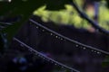 Rain drops on leaf stem. Tropical nature in rainy season. Abstract natural background with fresh morning dew.
