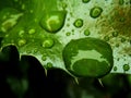 Rain drops on the leaf after the rain Royalty Free Stock Photo