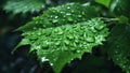 Rain Drops on a Leaf, Waterdrop on Leaves, using Generative ai