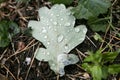 Rain drops on leafs macro background high quality Royalty Free Stock Photo