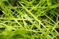 Rain drops on leafs macro background high quality Royalty Free Stock Photo