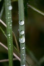 Rain drops on leafs macro background high quality Royalty Free Stock Photo