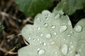 Rain drops on leafs macro background high quality Royalty Free Stock Photo