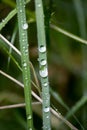 Rain drops on leafs macro background high quality Royalty Free Stock Photo