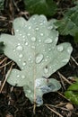 Rain drops on leafs macro background high quality Royalty Free Stock Photo