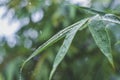 Rain drops on leaves bamboo Royalty Free Stock Photo