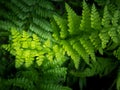 Rain Drops on The Leaves Fern on The Pots Royalty Free Stock Photo