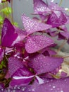 rain drops on the leaves of a oxalis butterfly plant