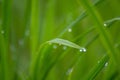 Rain drops on the leaves of rice in the morning, Abstract soft b Royalty Free Stock Photo