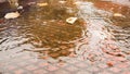 Rain drops leaves ripples autumn background Royalty Free Stock Photo