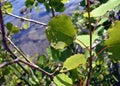 Rain drops on leaves in Sunny weather