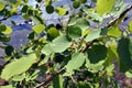 Rain drops on leaves in Sunny weather