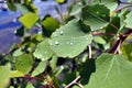 Rain drops on leaves in Sunny weather