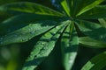 Rain drops on leaves, the village of Romanovo, Russia Royalty Free Stock Photo