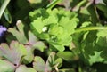 Rain drops left on the columbine leaves Royalty Free Stock Photo