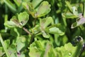 Rain drops left on the columbine leaves Royalty Free Stock Photo