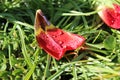 Rain drops left on a tulip petal