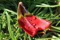 Rain drops left on a tulip petal