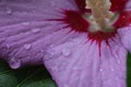 rain drops on lilac flower petals, background Royalty Free Stock Photo