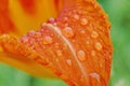Rain drops on lily petal Royalty Free Stock Photo