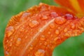 Rain drops on lily petal Royalty Free Stock Photo