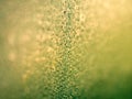 Rain drops line on glass in back light Royalty Free Stock Photo