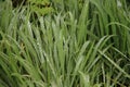 Rain drops on the long leaves of grass during sunrise Royalty Free Stock Photo