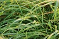 Rain drops on the long leaves of grass during sunrise Royalty Free Stock Photo