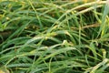 Rain drops on the long leaves of grass during sunrise Royalty Free Stock Photo