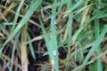 Rain drops on the long leaves of grass during sunrise Royalty Free Stock Photo