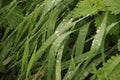 Rain drops on the long leaves of grass during sunrise Royalty Free Stock Photo