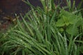 Rain drops on the long leaves of grass during sunrise Royalty Free Stock Photo