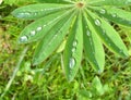 Rain drops on lupin leaf Royalty Free Stock Photo