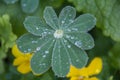 Rain drops on lupine fresh leave .close up. Rain and nature concept. Nature, environment and ecology