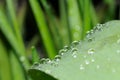 Rain drops macro on a lilly of the valley leaf