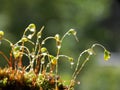 rain drops on moss Royalty Free Stock Photo
