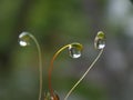 rain drops on moss Royalty Free Stock Photo